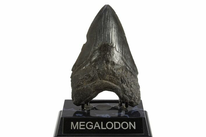 Fossil Megalodon Tooth - South Carolina #336942